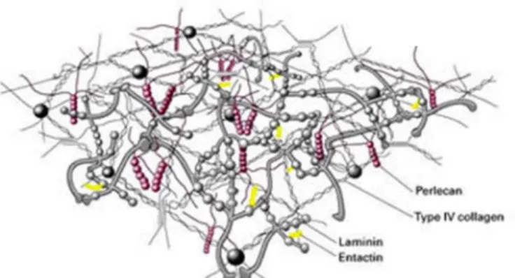 Figure 8: The various matrix molecules aggregate to  form an insoluble complex adjacent to cells (1) 