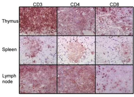 Figure 2Human T cell engraftment in lymphoid organsHuman T cell engraftment in lymphoid organs