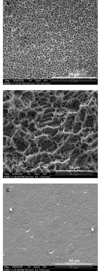 Figure 3 Proliferation of Mg63 cells on structured titanium after one, four, and seven days of culture
