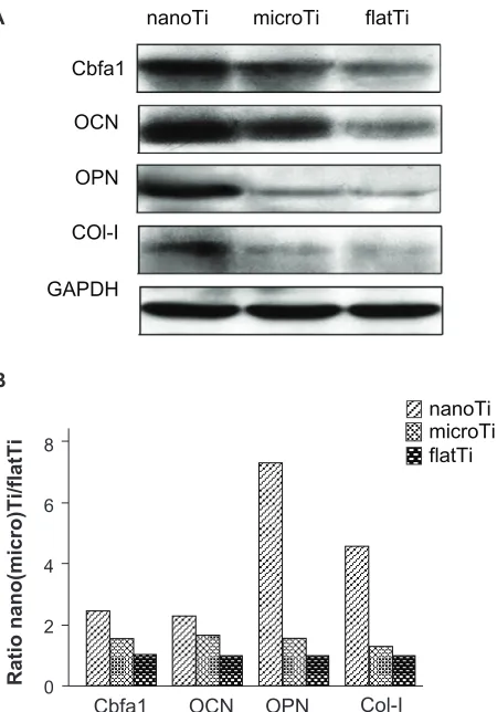 Figure 5B. Moreover, expression of these proteins slightly 