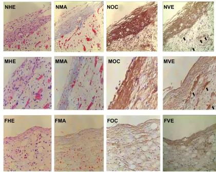 Figure 6 histomorphometric and immunohistochemical images of peri-implant tissue (400nanotube layer, microporous titanium, and flat titanium specimens
