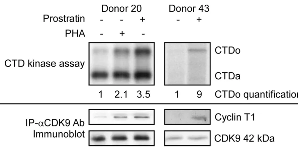 Figure 4Effects of prostratin on CDK9 kinase activityEffects of prostratin on CDK9 kinase activity