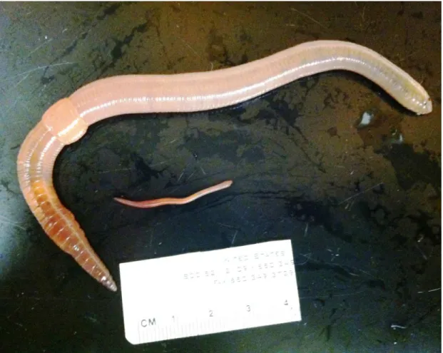 Figure  1.1:  Comparison  of  adult  and  hatchling  L.  terrestris  earthworm.  The  adult  is  approximately 8g in mass, and the hatchling is approximately 0.3g in mass