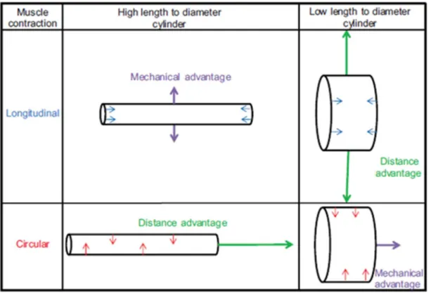 Fig. 2.1. Schematic comparing skeletal leverage between a high length to diameter cylinder  and a low length to diameter cylinder