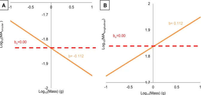 Fig. 2.5: Predictive model comparing mechanical advantage with body mass. A. Mechanical  advantage from circumferential muscle contraction and (MA circumferential )  B