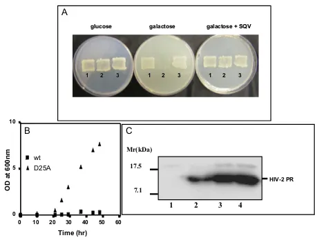 Figure 1HIV-2 Protease expression in yeast induces cell growtharrestsion of HIV-2HIV-2 Protease expression in yeast induces cell growthar-rest