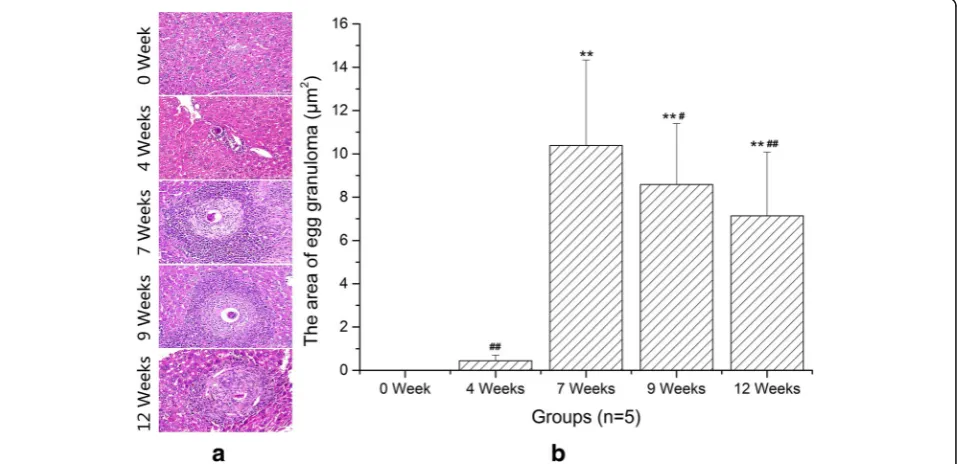 Fig. 1 Histology of liver sections stained with hematoxylin-eosin staining. a Representative graphs of hepatic egg granuloma from S