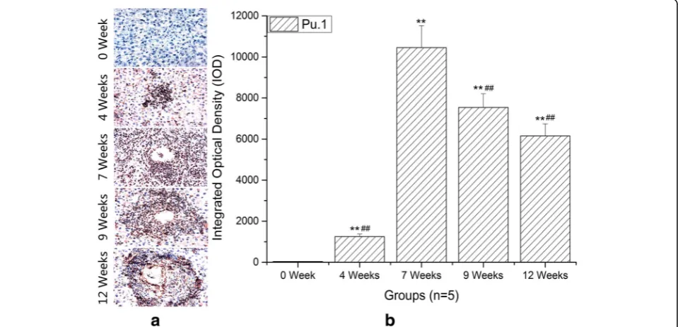 Fig. 2 Immunohistochemistry of IL-9 in livers. IL-9IOD of IL-9 among different time groups