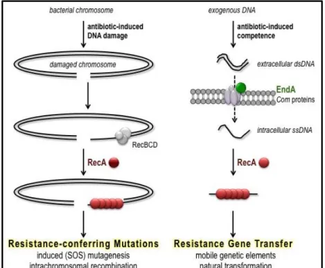 Figure 1.3. The molecular models for antibiotic accelerated evolution of resistance.  