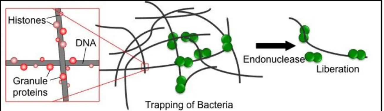 Figure  1.5.  The  structure  of  NETs  and  the  pathogenic  role  of  EndA  in  destroying  NETs