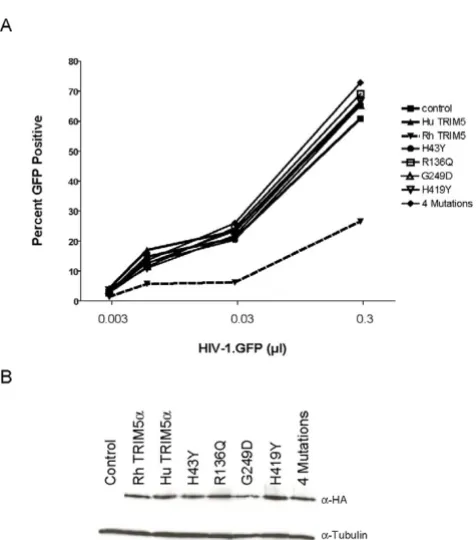 Figure 2Restriction of HIV-1 by common human TRIM5α variantsRestriction of HIV-1 by common human TRIM5α var-iants