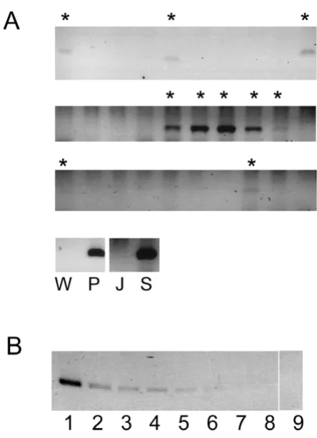 Figure 2An example of the PCR read out after limiting dilutiona. An example of the PCR read out after limiting dilution
