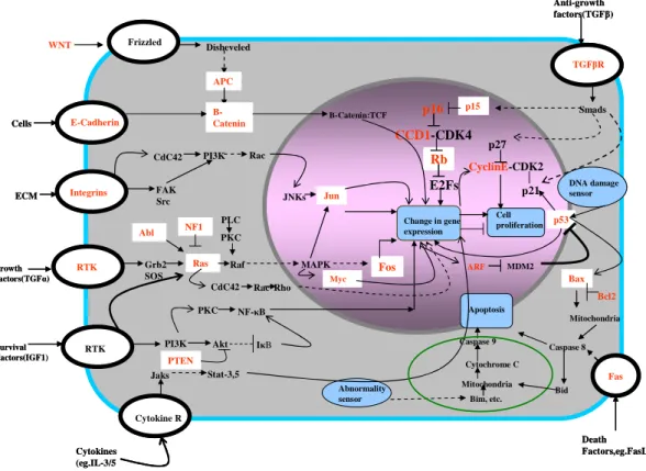 Figure 1.1. Multiple pathways of tumor suppressors and oncogenes are involved in the  initiation and progression of cancer