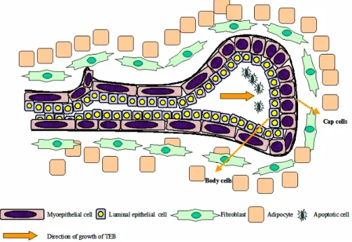 Figure 1.4. Structure of the mammary gland terminal end bud is shown here. The TEB  of the mammary gland is composed of the leading edge of rapidly proliferating cap cells and  the inner mass of more differentiated body cells