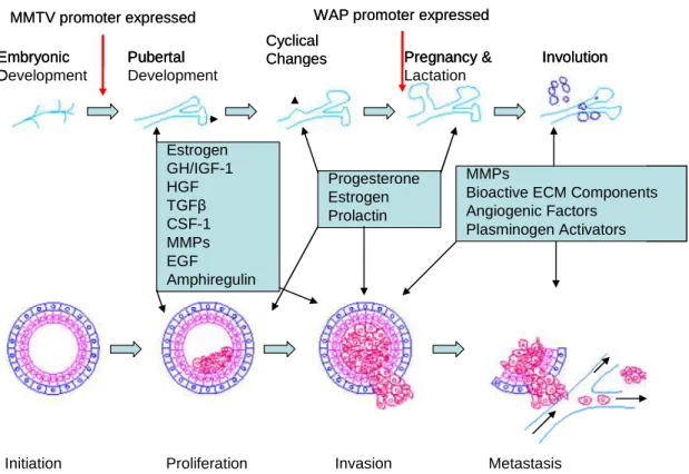 Figure  1.5.  Signaling  pathways  involved  in  the  development  of  mammary  gland  at  several  stages  is  frequently  altered  in  breast  cancer