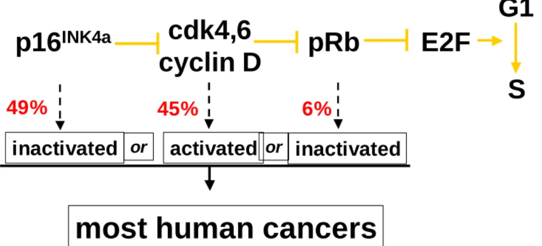 Figure  1.7.  Common  cancer  causing  mutations  in  the  pRb  pathway  are  shown  here