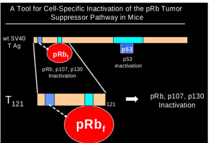 Figure 1.8. The truncated SV40 T antigen binds to pRB f  and inactivates it functionally