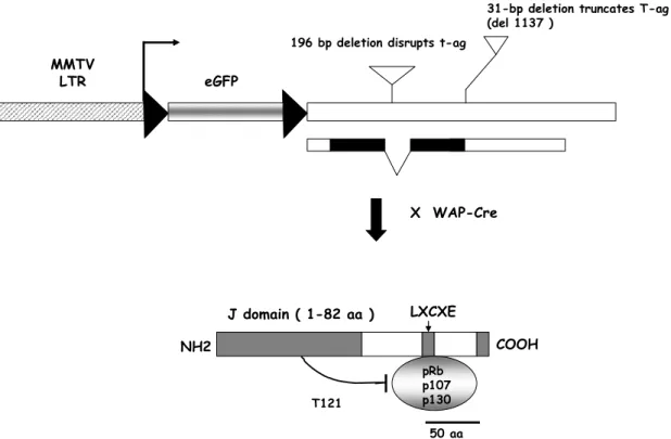 Figure  2.1  Schematic  Diagram  of  the  MFT 121   Transgene  and  Predicted  Protein