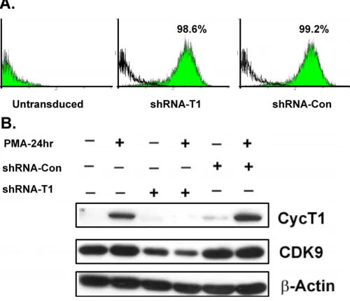 Figure 2shRNA against cyclin T1 expressed from a lentiviral vector can efficiently knock down cyclin T1 protein expressionshRNA against cyclin T1 expressed from a lentiviral vector can efficiently knock down cyclin T1 protein expression