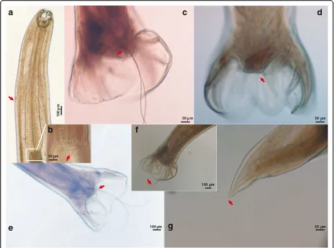 Fig. 4 Photomicrographs of adults of Ancylostoma ailuropodae n. sp. a Dorsoventral view of anterior region of female, showing buccal capsuleand entire oesophagus