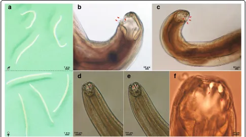 Fig. 2 Photomicrographs of adults ofand Ancylostoma ailuropodae n. sp. a Total view of males (top) and females (down); b-f Cephalic extremity:lateral view of mouth (b and c), showing dorsolateral and ventrolateral teeth; dorsoventral view of mouth (d-f), s