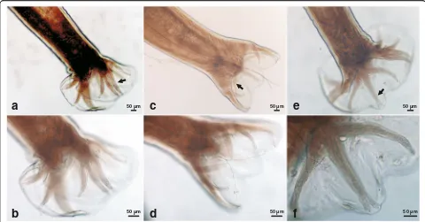 Fig. 3 Photomicrographs ofgenital cone. Ancylostoma ailuropodae n. sp. male, caudal extremity