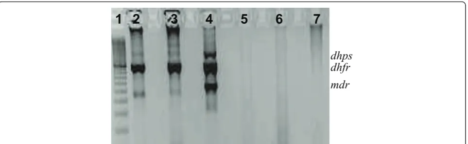 Figure 1 Gel picture after nested multiplex amplification of pvdhfr, pvdhps and pvmdr1 fragments