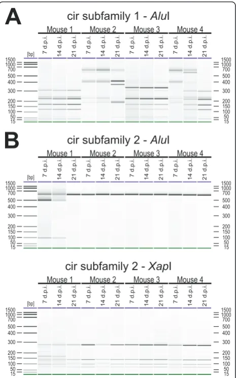 Figure 8 Transcriptional changes of cir gene expression duringthe course of infection