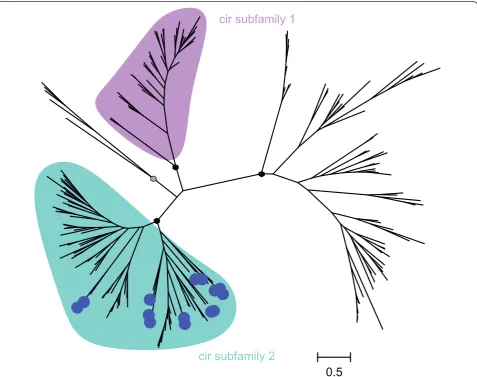 Figure 2 Phylogenetic tree of 186 annotated CIR and selected YIR proteinsputative CIR proteins and 14 different putative conserved domains of YIRs representing different YIR subfamily proteins were aligned usingClustalW2 [40] and a maximum likelihood tree 