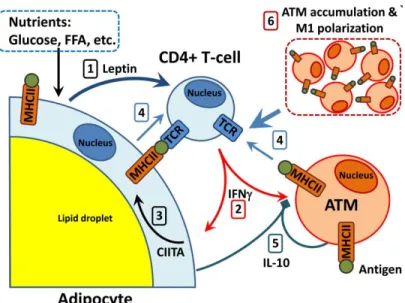 Figure 1. This image depicts the role adaptive immunity may play in the inflammatory response  related to a high fat diet