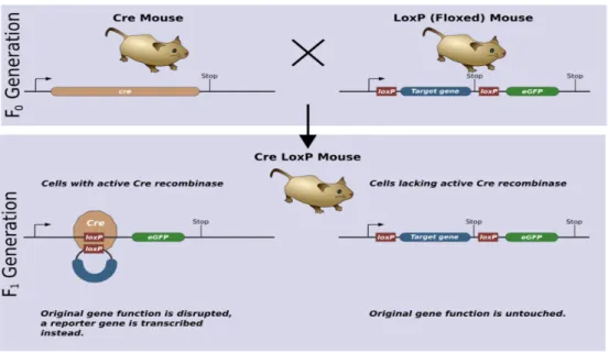 Figure 2. To create a conditional knockout mouse (Cre LoxP), a Cre mouse is mated with a LoxP  (Floxed) mouse
