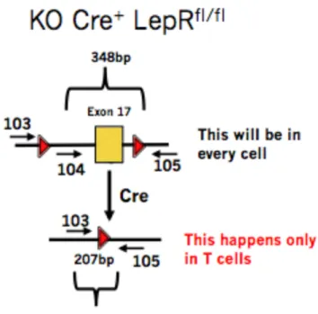 Figure 3. For a KO mouse, PCR would amplify a 348 base pair floxed DNA segment from all  other cells as well as a 207 base pair segment, but only for T cells as Cre is only expressed in T  cells in our model