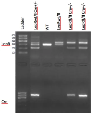 Figure 5. This is an example genotype image revealing the DNA makeup of mice. A protein  ladder reference with base pair size is provided