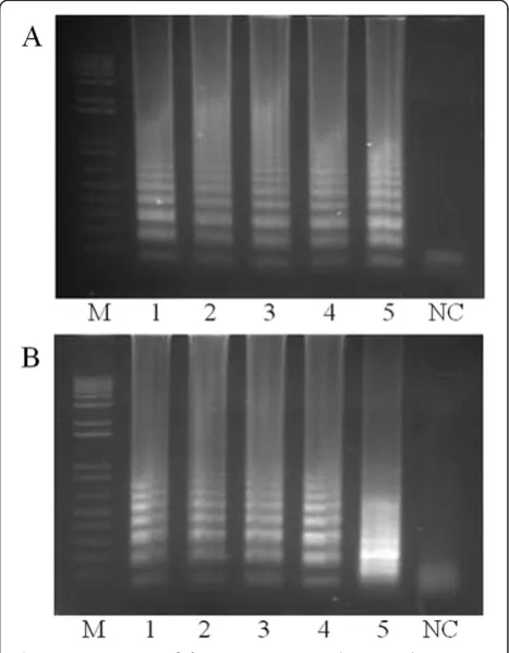 Table 1 Loop-mediated isothermal amplification (LAMP)primers based on Wolbachia 16S sequences, designedusing LAMP designer 1.02 software