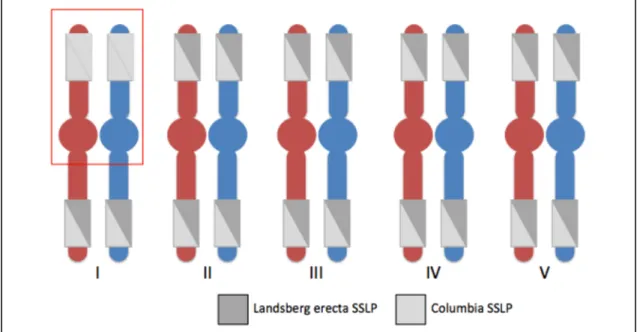 Figure 4. SSLP marker analysis.   	  