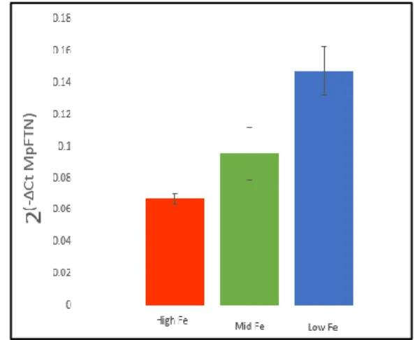 Figure 4a. M. polymorphus relative  ferritin gene expression derived using  Standard method assessment