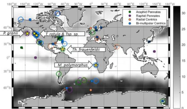 Figure 6. Biogeographical location of diatoms containing the ferritin gene. The  species utilized for this study are denoted by a yellow star inside a circle (Figure  created by Carly Moreno)