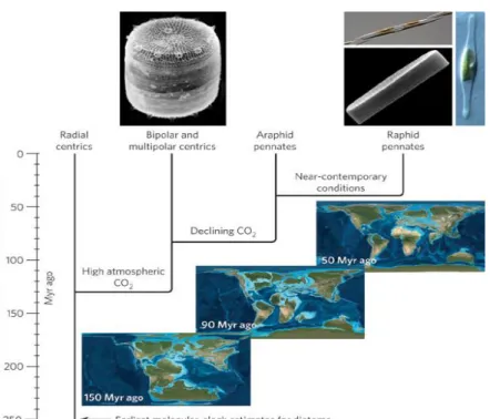 Figure 2. Approximate centric and pennate evolutionary divergence  during various atmospheric compositions (Armbrust, 2009)