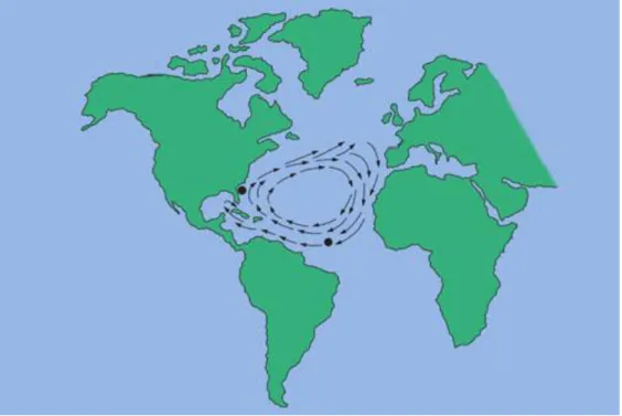 Figure 1. The North Atlantic Gyre, which surrounds the Sargasso Sea, with arrows showing  direction of the water current and the possible migration route of loggerhead sea turtles