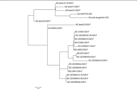 Figure 3 Borrelia burgdorferi(Molecular Evolutionary Genetics Analysis, http://www.megasoftware.net/)