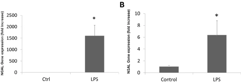Figure 3. NGAL gene expression in animal models of inflammation. (A). Hepatic NGAL  expression in mice treated with LPS
