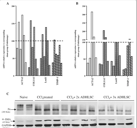 Fig. 5 Effect of ADHLSC transplantation on the expression of HSC activation markers in an established model of liver fibrosis