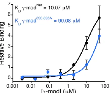 Figure 2. FXIII-A 2 B 2  shows reduced affinity for γ-mod 390-396A  compared to γ-mod Nat 