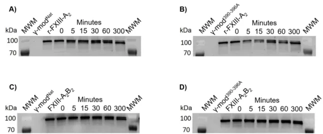 Figure 5. Solution-phase activation of FXIII-A 2 B 2  and r-FXIII-A 2 . Solution-phase activation  rates of r-FXIII-A 2  (A) and FXIII-A 2 B 2  (B) were measured by incubating FXIII in the presence  of thrombin (5 nM) and CaCl 2  (5 mM)