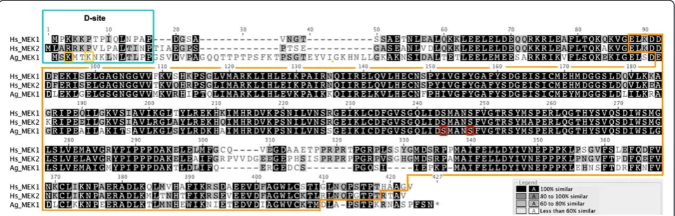 Figure 1 Amino acid alignment of human MEK1 and MEK2 withto methionine (M). The key serine residues within the catalytic domain at positions 243 and 247 (red boxes) were mutated to aspartic acid (D)and glutamic acid (E), respectively