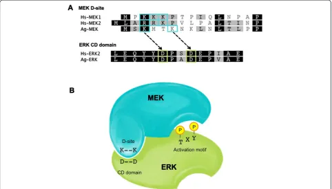 Figure 3 MEK-ERK signaling transmission is dependent on a docking interaction between key residues