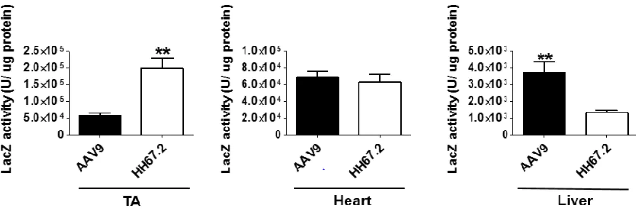 Figure 3. Comparison of AAV9 vs HH67.2 for tissue specific transgene expression. Both  were encoded with LacZ reporter and CMV promoter and systematically delivered into  adult C57BL/6 mice