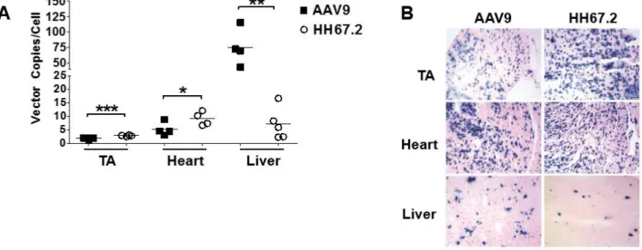 Figure 3. Confirmation of tissue specific transgene expression for HH67.2 and wild-type  AAV9 vectors encoding LacZ reporter