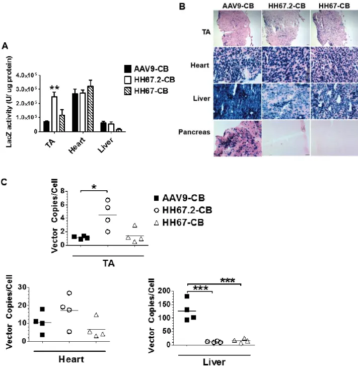 Figure 5. Comparison of AAV9, HH67, and HH67.2 encoding LacZ reporter and CB  promoter by systematic delivery into adult C57BL/6 mice at a dose of 1.2 x 10 12 VG/mouse