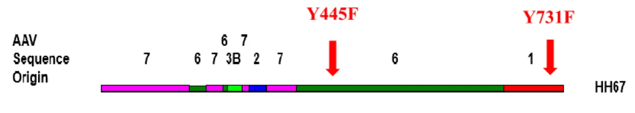 Figure 1. The phylogenetic origin of HH67.2, which was generated by site-directed  mutations of tyrosine (Y) to phenylalanine (F) in recombinant AAV Vector HH67